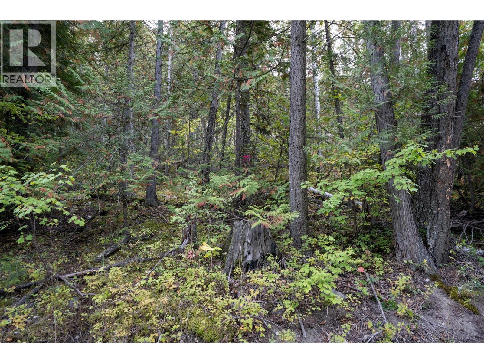 1937 Lumby Mabel Lake Road, Lumby, British Columbia  V0E 2G6 - Photo 6 - 10401371